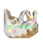茶トラのこたろー（個別スタンプ：11）