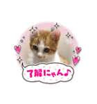 茶トラのこたろー（個別スタンプ：12）