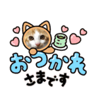 茶トラのこたろー（個別スタンプ：17）