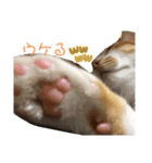 茶トラのこたろー（個別スタンプ：24）