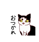 わが家の白黒ねこ（個別スタンプ：5）