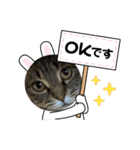 ねこのきいちゃん・いろんなスタンプ（個別スタンプ：3）