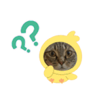 ねこのきいちゃん・いろんなスタンプ（個別スタンプ：7）