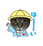 ねこのきいちゃん・いろんなスタンプ（個別スタンプ：12）