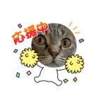 ねこのきいちゃん・いろんなスタンプ（個別スタンプ：13）