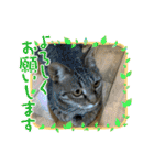 ねこのきいちゃん・いろんなスタンプ（個別スタンプ：15）