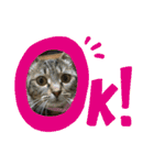 ねこのきいちゃん・いろんなスタンプ（個別スタンプ：17）