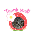 ねこのきいちゃん・いろんなスタンプ（個別スタンプ：20）