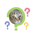 ねこのきいちゃん・いろんなスタンプ（個別スタンプ：24）