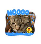 ねこのきいちゃん・いろんなスタンプ（個別スタンプ：30）