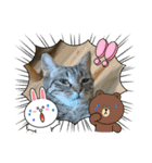 ねこのきいちゃん・いろんなスタンプ（個別スタンプ：33）