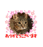 ねこのきいちゃん・いろんなスタンプ（個別スタンプ：35）