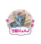 ねこのきいちゃん・いろんなスタンプ（個別スタンプ：36）