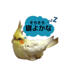 オカメインコのボケちゃん（個別スタンプ：8）