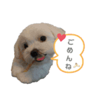 うちのマルが好きすぎる（個別スタンプ：1）