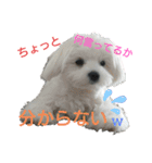 うちのマルが好きすぎる（個別スタンプ：10）