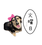 らむのスタンプ⓷（個別スタンプ：3）