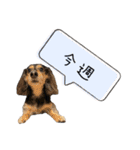 らむのスタンプ⓷（個別スタンプ：11）