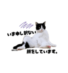むし子んちの保護猫ことちゃんとばんくん（個別スタンプ：1）