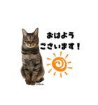 むし子んちの保護猫ことちゃんとばんくん（個別スタンプ：2）