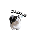 むし子んちの保護猫ことちゃんとばんくん（個別スタンプ：4）