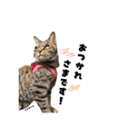 むし子んちの保護猫ことちゃんとばんくん（個別スタンプ：5）