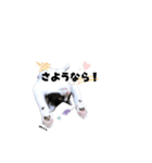 むし子んちの保護猫ことちゃんとばんくん（個別スタンプ：7）
