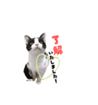 むし子んちの保護猫ことちゃんとばんくん（個別スタンプ：9）