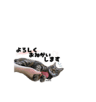 むし子んちの保護猫ことちゃんとばんくん（個別スタンプ：11）