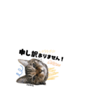 むし子んちの保護猫ことちゃんとばんくん（個別スタンプ：14）