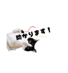 むし子んちの保護猫ことちゃんとばんくん（個別スタンプ：19）
