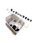 むし子んちの保護猫ことちゃんとばんくん（個別スタンプ：20）