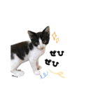 むし子んちの保護猫ことちゃんとばんくん（個別スタンプ：21）