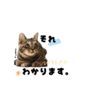 むし子んちの保護猫ことちゃんとばんくん（個別スタンプ：23）