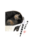 むし子んちの保護猫ことちゃんとばんくん（個別スタンプ：24）