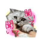 チンチラのはるひ（個別スタンプ：9）