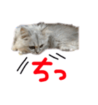チンチラのはるひ（個別スタンプ：10）