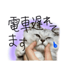 チンチラのはるひ（個別スタンプ：11）