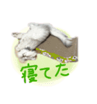 チンチラのはるひ（個別スタンプ：20）