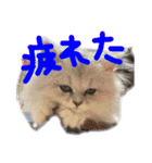 チンチラのはるひ（個別スタンプ：22）