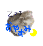 チンチラのはるひ（個別スタンプ：23）