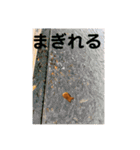 高級たいやきの編（個別スタンプ：27）