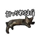 かぎしっぽネコのゆず（個別スタンプ：1）