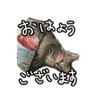 かぎしっぽネコのゆず（個別スタンプ：2）