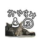かぎしっぽネコのゆず（個別スタンプ：3）