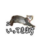 かぎしっぽネコのゆず（個別スタンプ：4）