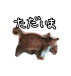 かぎしっぽネコのゆず（個別スタンプ：6）