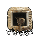 かぎしっぽネコのゆず（個別スタンプ：8）
