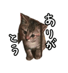 かぎしっぽネコのゆず（個別スタンプ：10）
