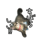 かぎしっぽネコのゆず（個別スタンプ：17）